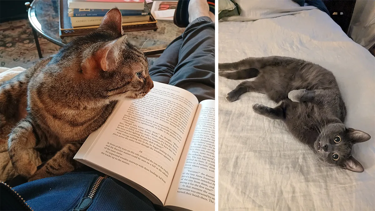 Collage of two cats; on the left is a sleek Bengal in profile sitting next to me as I read a book, on the right is a wide-eyed small gray cat splayed out on the bed with an absurd look on his face.